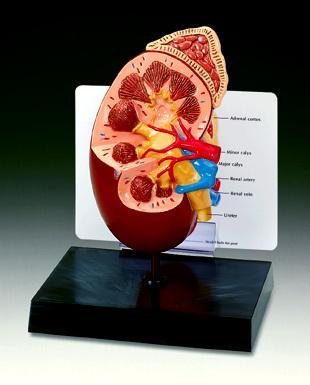 kidney model