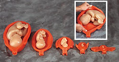 Human Uterus Fetus Models