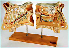 nose olfactory models