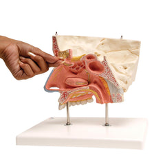 human nose sinuses paranasal model