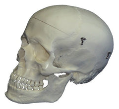 Skull Model 3 part