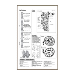 Childbirth intervention Posters