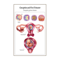 Childbirth Chart 