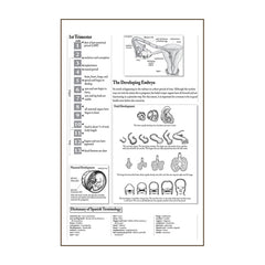 Childbirth Labor Chart Posters