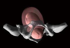 Childbirth Obstetric Gynecological Vaginal Reality Examination Training Simulator Universal