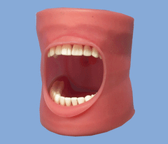 dental chicks oral cavity cover water drainage