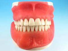 oral surgery practice model