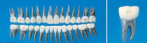 orthodontic metal 28 teeth 