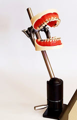 orthodontic model manikin