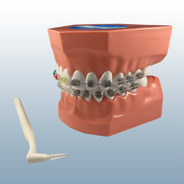 orthodontic teeth brushing model