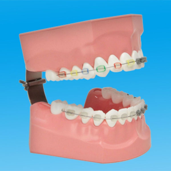 Orthodontic Model Adult Tooth Brushing & Braces Wire