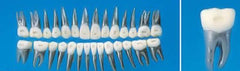 ortodontic metal teeth