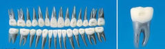 orthodontic metal teeth