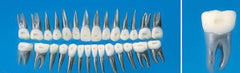 orthodontic teeth metal teeth