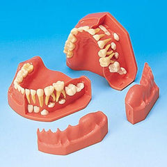 Orthodontic Eruption Models 