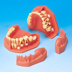Orthodontic Eruption Models 
