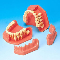 Orthodontic Eruption Models 