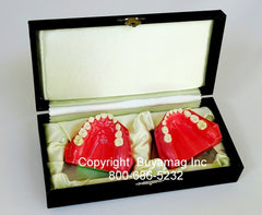 Orthodontic Eruption Models 