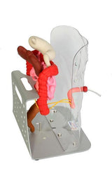 ostomy simulator model