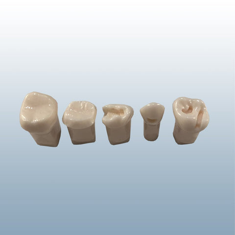 Child Pediatric Teeth Pedo Teeth Pre-Pared Primary Dentures For Practice Training Teaching Dentistry Techniques