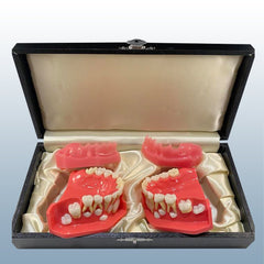 Orthodontic Eruption Pediatric Models Ages 3~6,  5~9,  9~12 Y/Old 2 Individual or Kit of 6