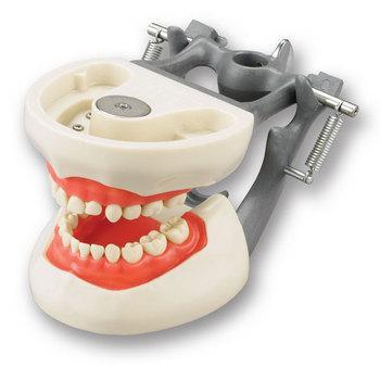 child dental practice model typodont