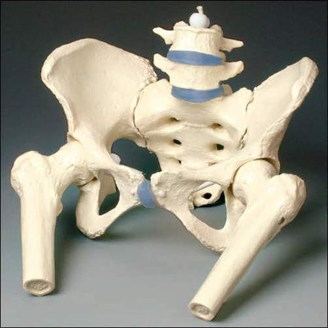 Pelvis Female & Male With or Without Femoral Head