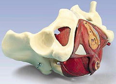 female pelvis model