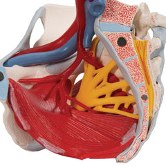 Female Pelvis Reproductive Organs model