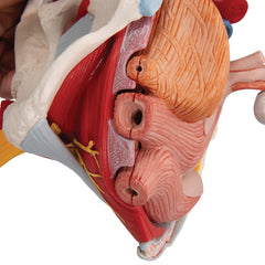 Female Pelvis Reproductive Organs model