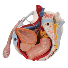 Male Pelvis Model With Reproductive Organs Genitals Bones Vein Muscle Artery