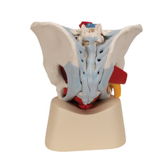 Male Pelvis Model With Reproductive Organs Genitals Bones Vein Muscle Artery