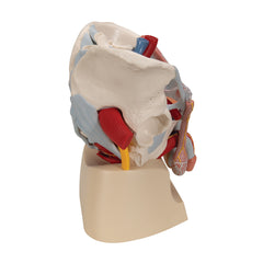 Male Pelvis Model With Reproductive Organs Genitals Bones Vein Muscle Artery