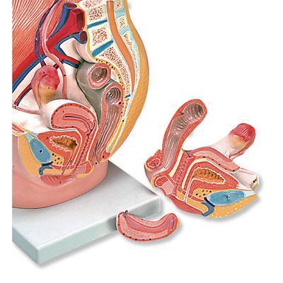 Female Urogenital System Pelvis Model 3 Part