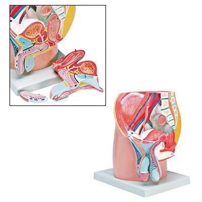 male pelvis reproductive system model