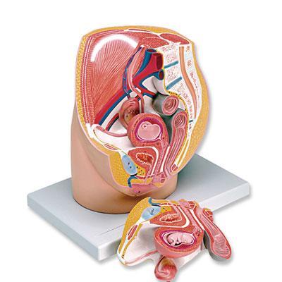 Female Pregnant Pelvis 8-Week Embryo Model 3 Part