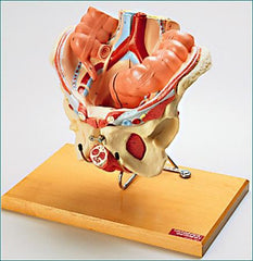 Female Pelvis Male Pelvis Anatomical Model Deluxe