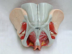 Pelvis Female, Male Pelvis, Muscles, Nerves, Ligaments, Vessels, Female Organs, Soft Tissue - Deluxe Model 4 Parts