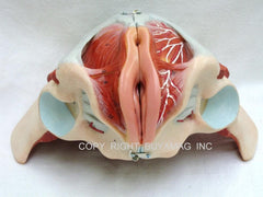 Pelvis Female, Male Pelvis, Muscles, Nerves, Ligaments, Vessels, Female Organs, Soft Tissue - Deluxe Model 4 Parts