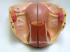 Pelvis Female, Male Pelvis, Muscles, Nerves, Ligaments, Vessels, Female Organs, Soft Tissue - Deluxe Model 4 Parts