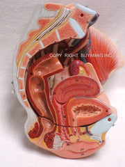 Pelvis Female, Male Pelvis, Muscles, Nerves, Ligaments, Vessels, Female Organs, Soft Tissue - Deluxe Model 4 Parts