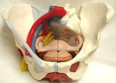 female pelvis model