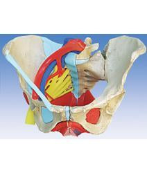 female pelvis model