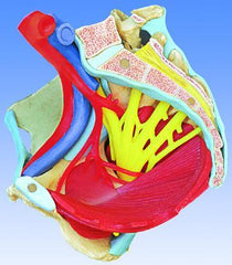 female pelvis model