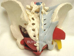 female pelvis model