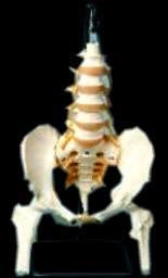 Pelvis Sacrum Coccyx Illums Femur Heads Spinal Nerve On Flexible Rod Stand Included