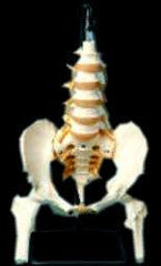 Pelvis Sacrum Coccyx iliums Femur Heads Spinal Nerve On Flexible Rod Stand Included