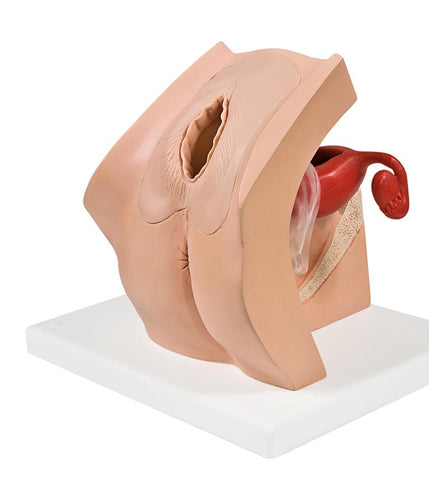 female pelvis contraceptive model