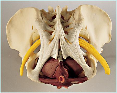 female pelvis model