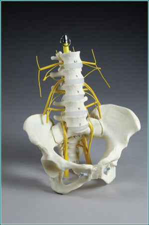 Pelvis & Lumbar Vertebrae & Sacral Plexi